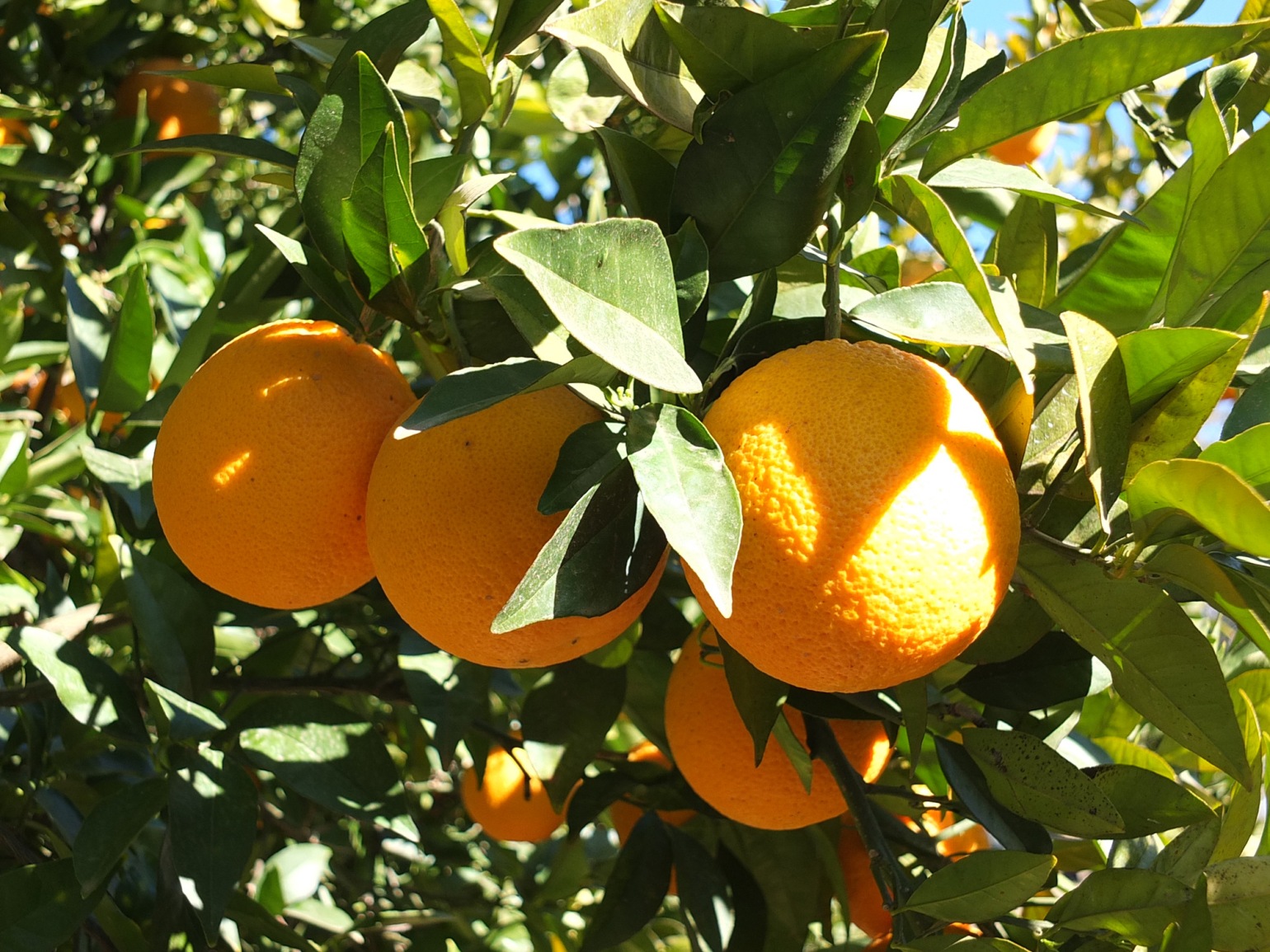 Lachlan Valley Water irrigated foods oranges Forbes NSW
